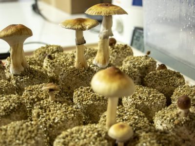 mushrooms legal