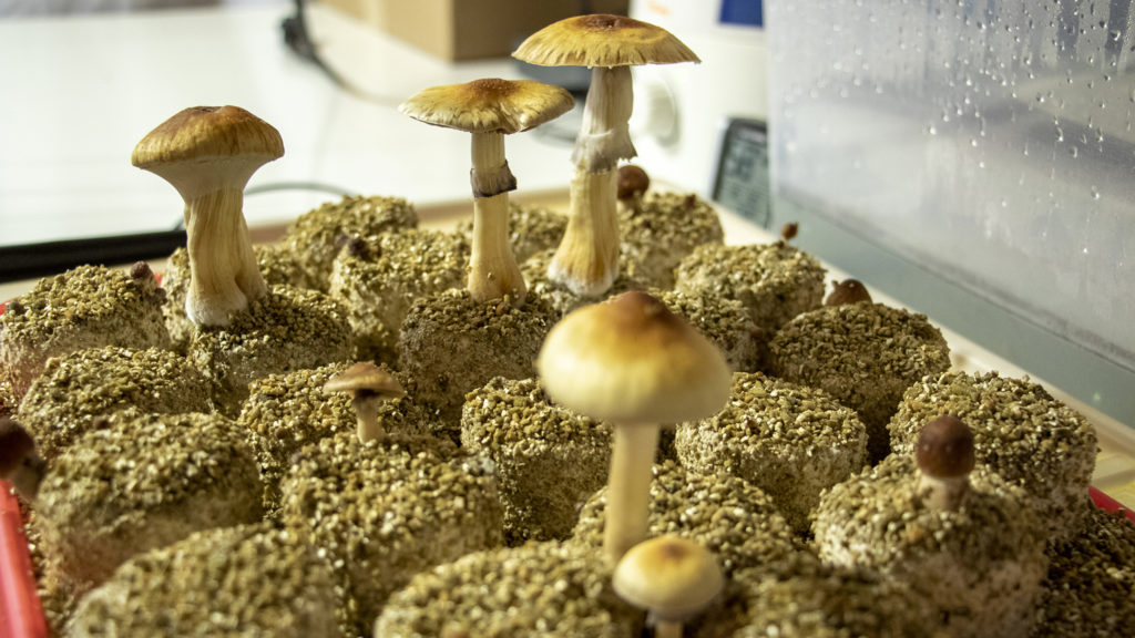 mushrooms legal
